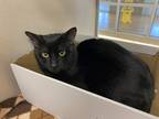 Adopt Sarge a Domestic Shorthair / Mixed cat in Lincoln, NE (41534279)