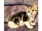 Adopt Phoenix a Domestic Shorthair / Mixed cat in Atlantic City, NJ (41537632)