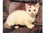Adopt Darwin a Domestic Shorthair / Mixed cat in Atlantic City, NJ (41537631)