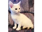 Adopt Mystique a Domestic Shorthair / Mixed cat in Atlantic City, NJ (41537630)