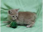 Myra - 39622 Domestic Shorthair Kitten Female