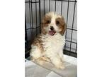 Adopt BIXBY a White - with Red, Golden, Orange or Chestnut Cavalier King Charles