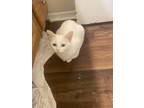 Adopt Nazareth a White Domestic Shorthair / Mixed (short coat) cat in Hixson