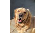 Adopt Baker a Tan/Yellow/Fawn Golden Retriever / Mixed dog in Torrance