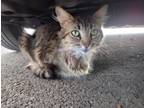 Adopt Missy a Brown or Chocolate (Mostly) Tabby (long coat) cat in Ceres