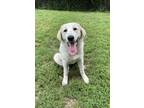 Adopt Lila a White Great Pyrenees / Labrador Retriever / Mixed dog in Heber