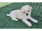 Adopt Kai a White Shih Tzu / Mixed Breed (Small) / Mixed dog in Los Angeles
