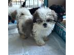 Adopt ATLAS a White - with Gray or Silver Shih Tzu / Shih Tzu / Mixed dog in