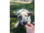Adopt Palomita a White - with Gray or Silver Anatolian Shepherd / Mixed dog in
