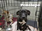 Adopt Penelope a Black American Staffordshire Terrier / Mixed Breed (Medium) /