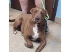 Adopt Mercy a Brown/Chocolate - with White Labrador Retriever / Mixed dog in