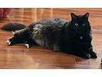 Adopt Sylvester a Black (Mostly) Domestic Longhair (long coat) cat in