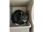 Adopt 24-0257 a Gray or Blue (Mostly) Domestic Shorthair (short coat) cat in