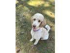 Adopt Moss a White - with Tan, Yellow or Fawn Standard Poodle / Mixed dog in