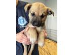 Adopt Peach a Shepherd (Unknown Type) / Mixed Breed (Medium) / Mixed dog in