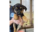 Adopt Crush a Shepherd (Unknown Type) / Mixed Breed (Medium) / Mixed dog in