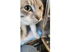 Adopt Picasso a White Domestic Shorthair / Mixed Breed (Medium) / Mixed (short