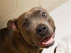 Adopt STORMI a Gray/Blue/Silver/Salt & Pepper Pit Bull Terrier / Mixed dog in