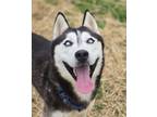 Adopt Bernard a Black Husky / Mixed (short coat) dog in Lancaster, PA (41200302)
