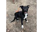 Adopt Banjo a Black Labrador Retriever / Mixed Breed (Medium) / Mixed (short