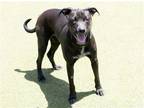 Adopt SUMMER a Black Labrador Retriever / Pit Bull Terrier / Mixed dog in