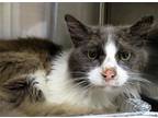 Adopt DANIEL a Gray or Blue Domestic Mediumhair / Mixed (medium coat) cat in