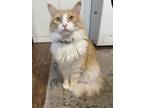 Adopt Boba a Orange or Red Domestic Longhair / Mixed (long coat) cat in Floyd