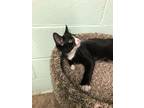 Adopt Lord John a Domestic Shorthair cat in Cortland, NY (41537063)