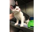 Adopt Fergus a Domestic Shorthair cat in Cortland, NY (41537059)