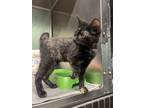 Adopt Brianna a Domestic Shorthair cat in Cortland, NY (41537057)