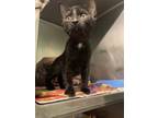 Adopt Jamie a Domestic Shorthair cat in Cortland, NY (41537056)