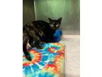 Adopt Marsali a Domestic Shorthair cat in Cortland, NY (41537055)