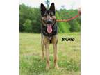 Adopt Bruno a German Shepherd Dog / Mixed dog in Oxford, NC (41537048)