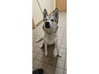 Adopt FRISCO a White Siberian Husky / Mixed dog in South Lake Tahoe