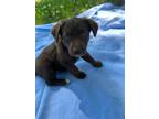 Adopt Rosebud a Australian Shepherd dog in Yankton, SD (41533343)