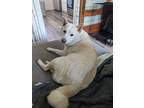 Adopt Kai a White Shiba Inu / Mixed dog in Kitchener, ON (41537020)