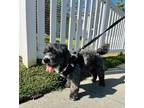 Adopt Charlie a Black - with White Poodle (Standard) / Mixed dog in Burbank