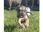 Adopt Eva’s pups a Black - with White Boxer / Labrador Retriever / Mixed dog