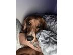 Adopt Buster a Brown/Chocolate - with Tan Dachshund / Beagle / Mixed dog in