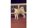 Adopt Bruce a Tan/Yellow/Fawn Akita / Mixed dog in Decatur, GA (41537011)