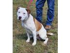 Adopt RIGGS a White American Pit Bull Terrier / Mixed Breed (Medium) / Mixed