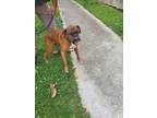 Adopt 2024-05-228 a Boxer / Mixed dog in Winder, GA (41533836)