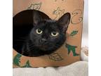 Adopt MOJO a All Black Domestic Shorthair / Mixed (short coat) cat in