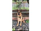 Adopt Zarya a Black - with Tan, Yellow or Fawn German Shepherd Dog / Mixed dog
