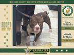 Adopt Redbull a Mixed Breed (Medium) / Mixed dog in Melbourne, FL (41536641)