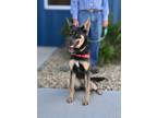 Adopt Taffy a Shepherd (Unknown Type) / Mixed dog in Albuquerque, NM (41536629)