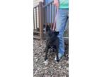 Adopt Lilly a Black Terrier (Unknown Type, Small) / Mixed dog in SILOAM SPRINGS