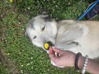 Adopt Goobs a Siberian Husky / Great Pyrenees / Mixed dog in Portsmouth