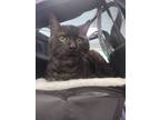 Adopt Sam The Man a Domestic Shorthair / Mixed (short coat) cat in Portsmouth