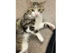 Adopt Beau a Domestic Shorthair / Mixed cat in Edmonton, AB (41536695)